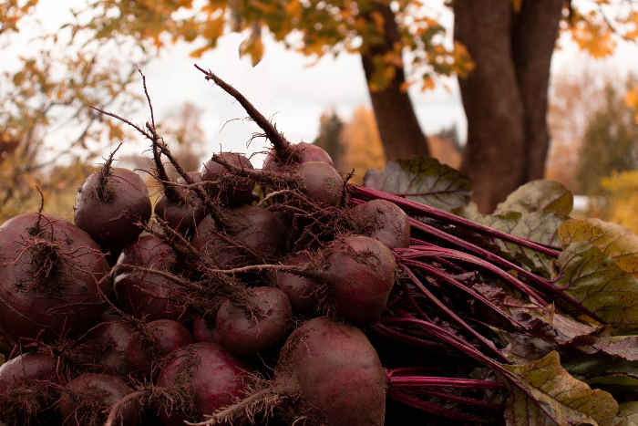 Herkullisia luomupunajuuria