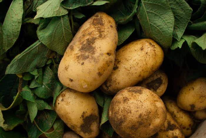 Herkullisia luomuperunoita