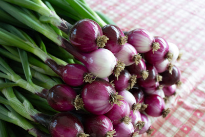 Herkullista punasipulia