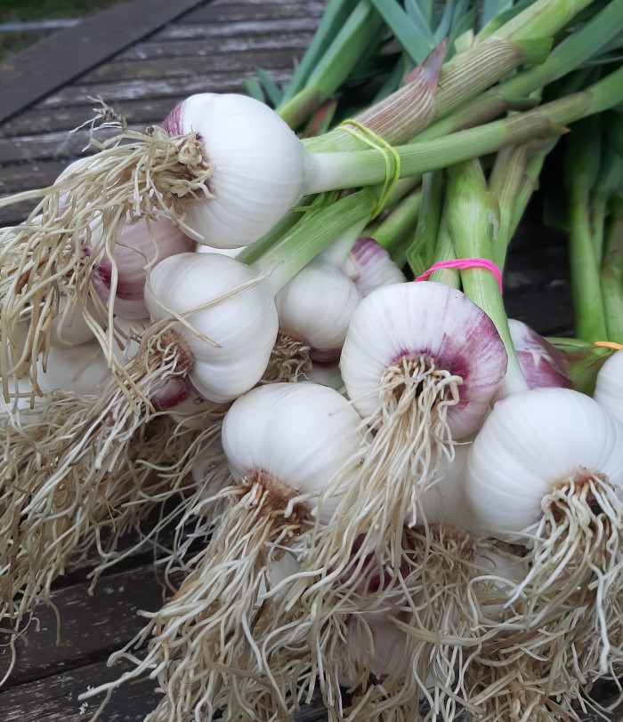 Tuoretta luomuvalkosipulia